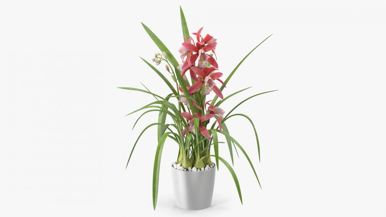 3D model Pink Orchid Pot