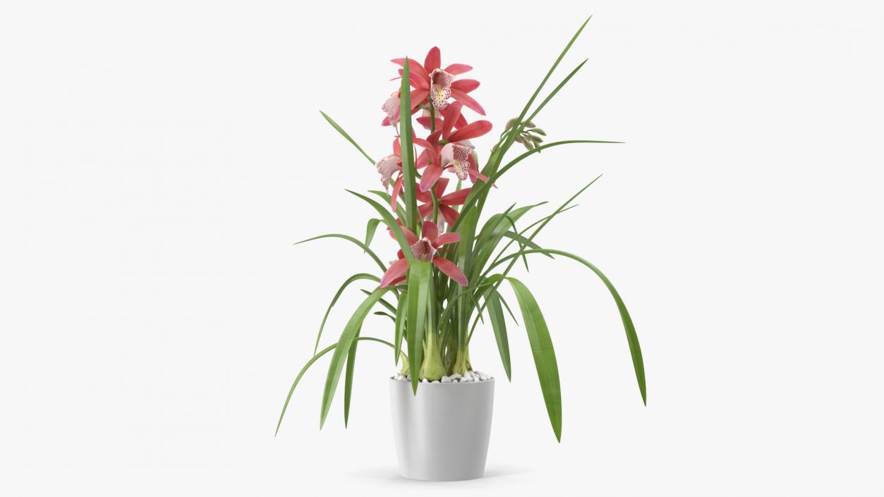 3D model Pink Orchid Pot