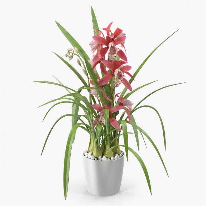 3D model Pink Orchid Pot