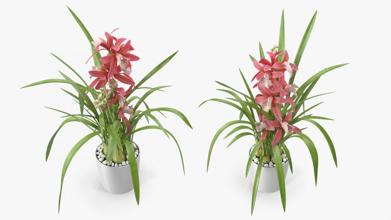 3D model Pink Orchid Pot