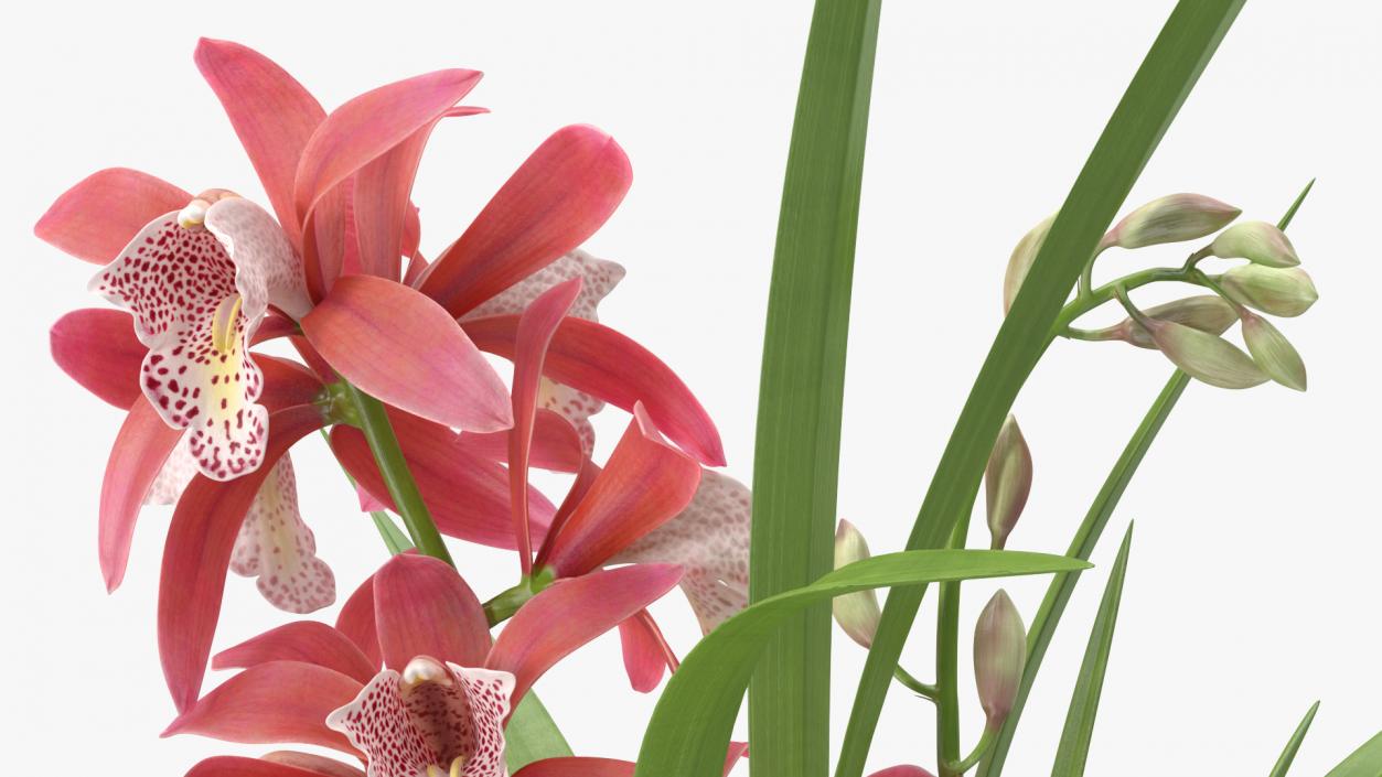 3D model Pink Orchid Pot