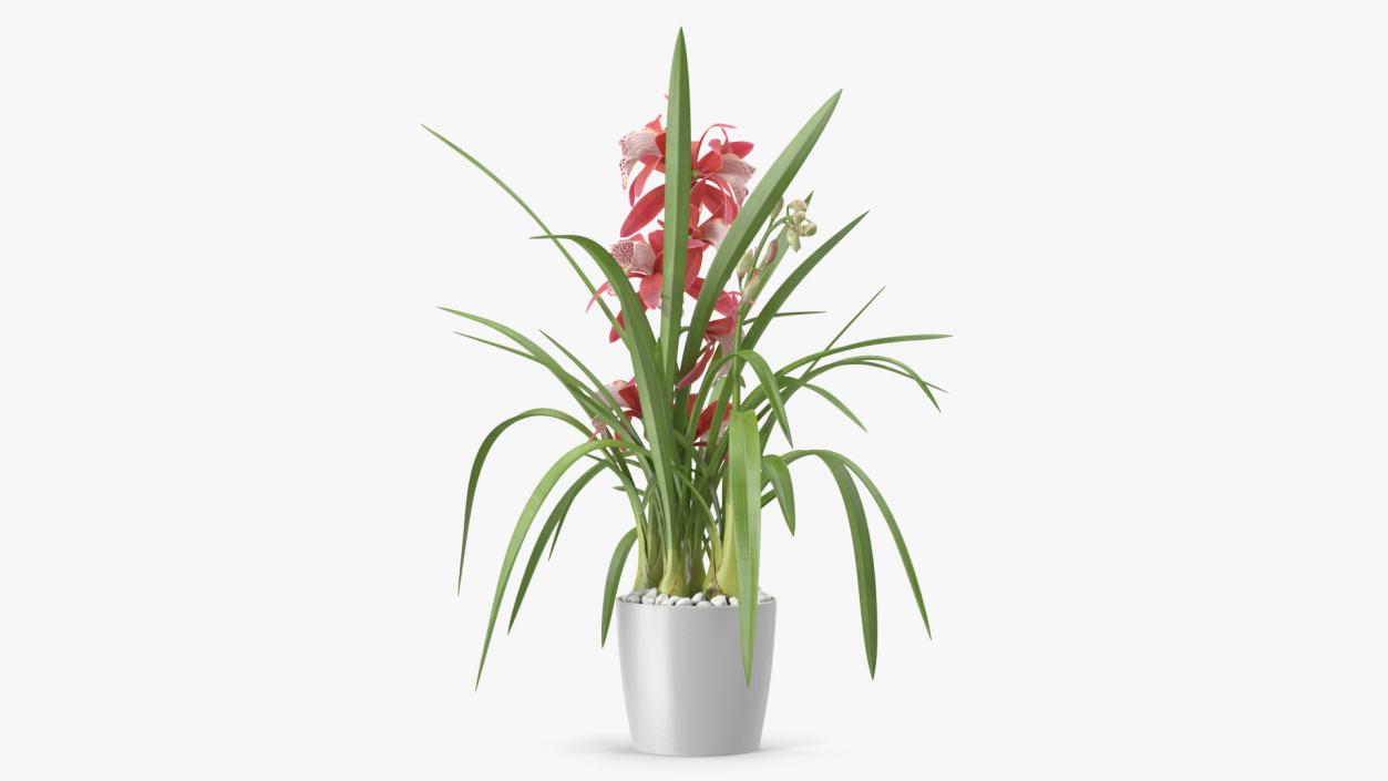 3D model Pink Orchid Pot