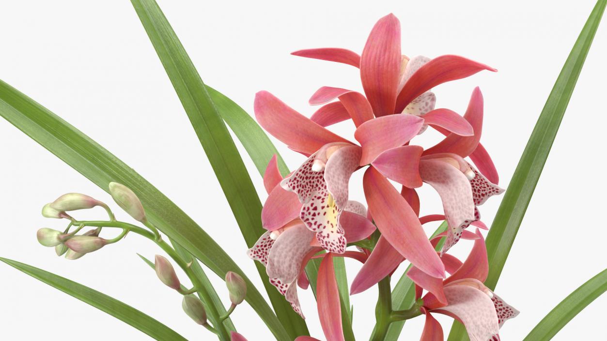 3D model Pink Orchid Pot