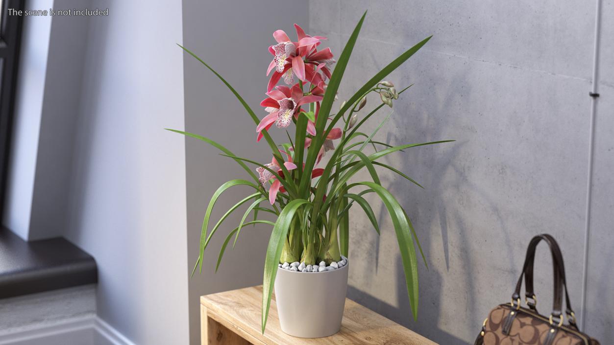 3D model Pink Orchid Pot