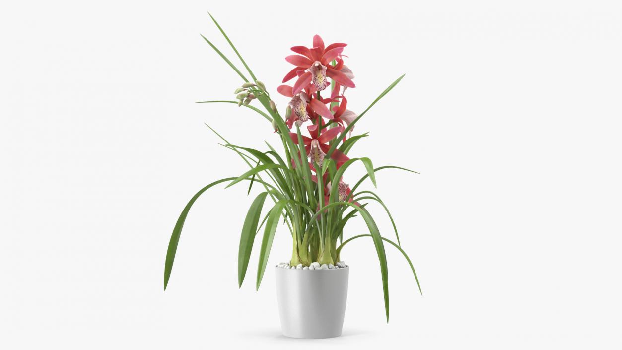 3D model Pink Orchid Pot