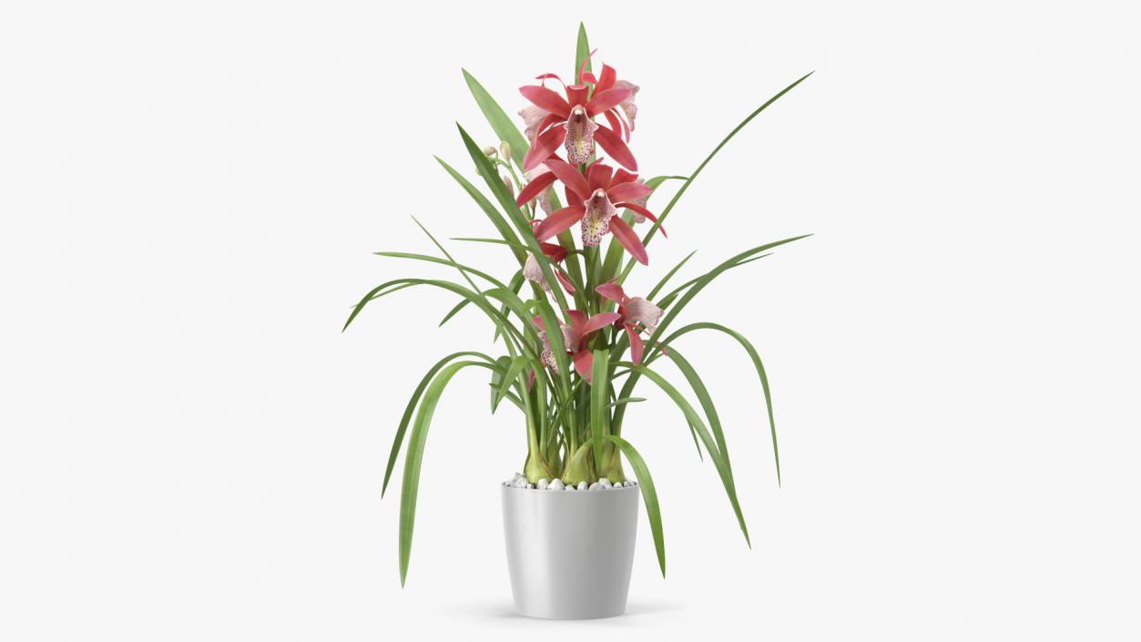 3D model Pink Orchid Pot