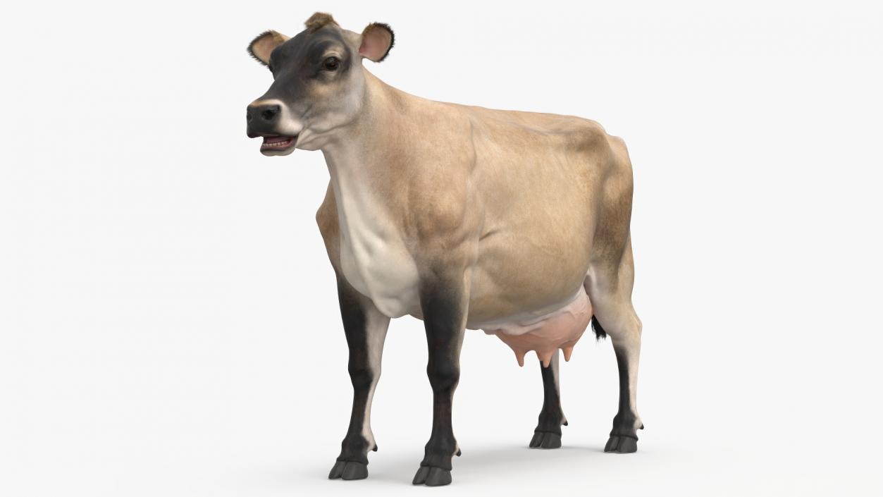 3D model Jersey Dairy Cow Fur