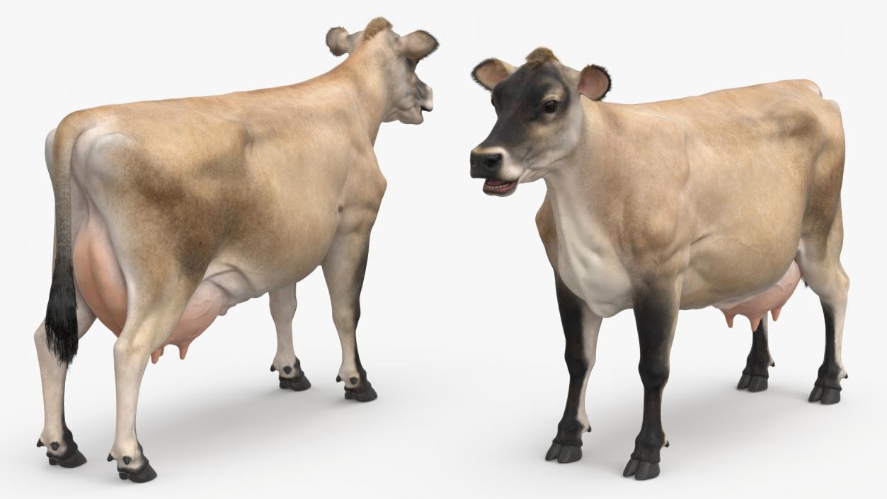 3D model Jersey Dairy Cow Fur