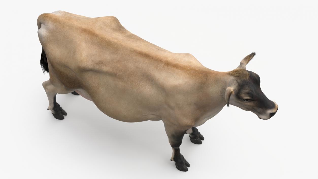 3D model Jersey Dairy Cow Fur