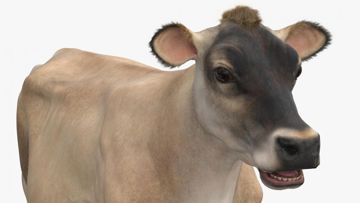 3D model Jersey Dairy Cow Fur