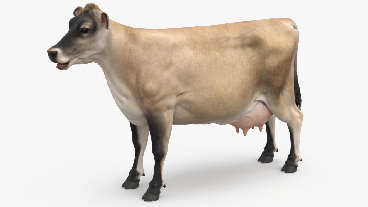 3D model Jersey Dairy Cow Fur