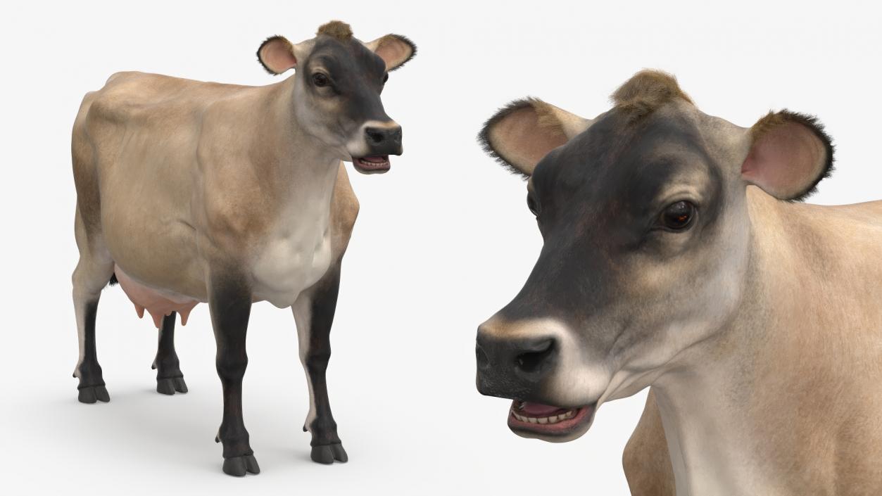 3D model Jersey Dairy Cow Fur