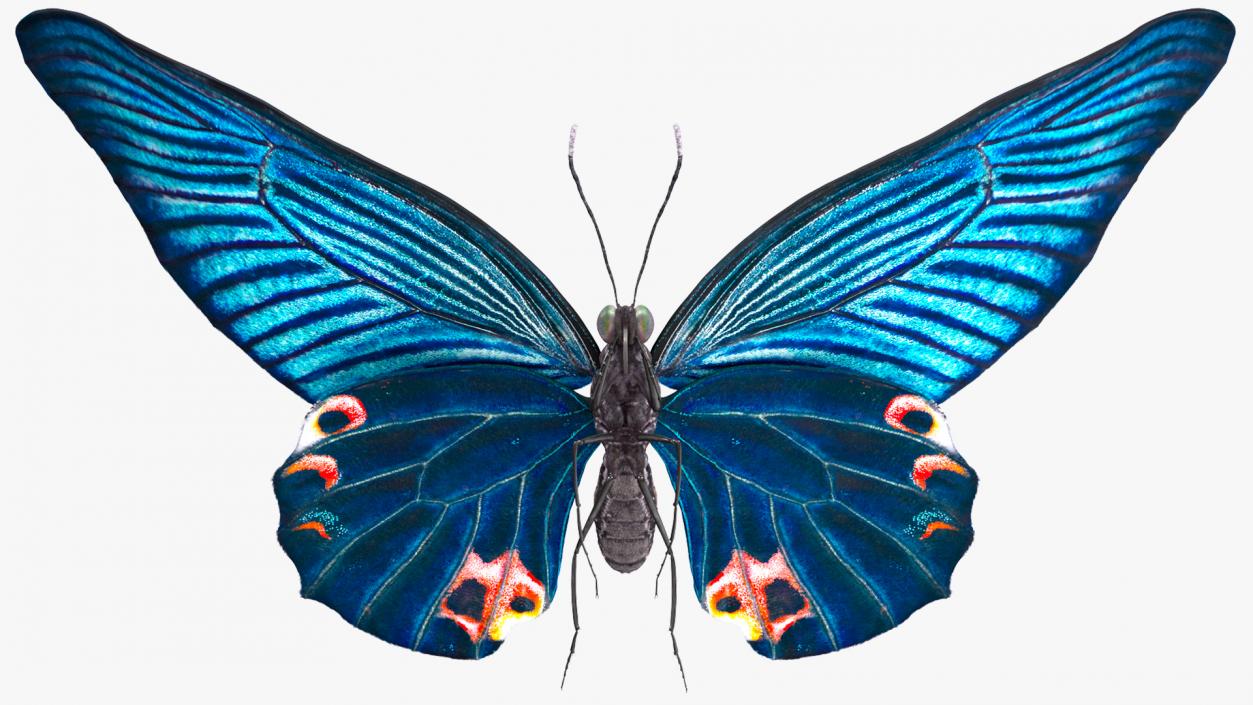 3D Animated Papilio Butterfly Flapping Wings Rigged model