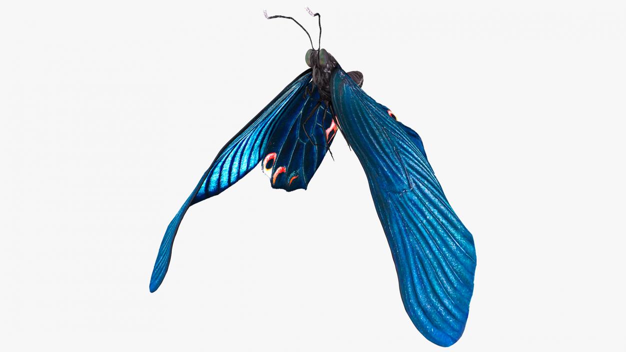 3D Animated Papilio Butterfly Flapping Wings Rigged model