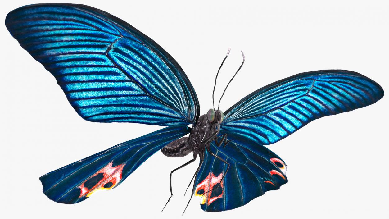 3D Animated Papilio Butterfly Flapping Wings Rigged model