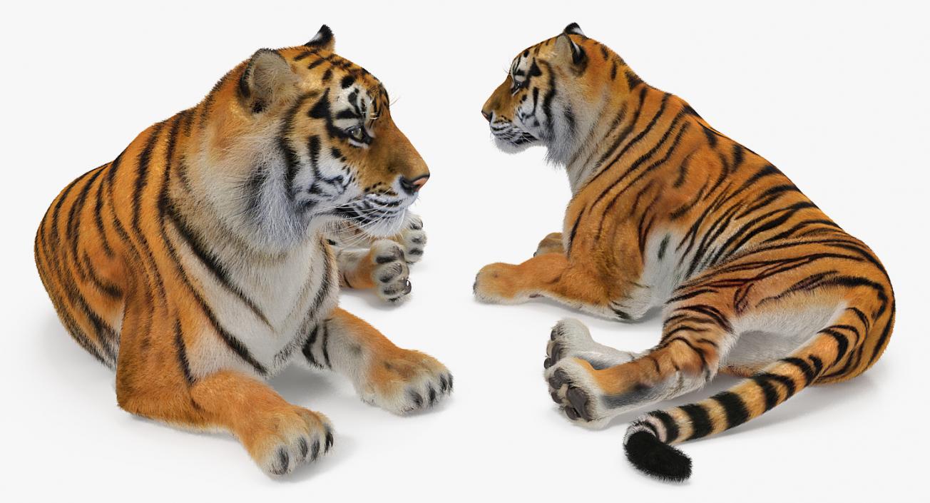 3D model Lying Tiger with Fur