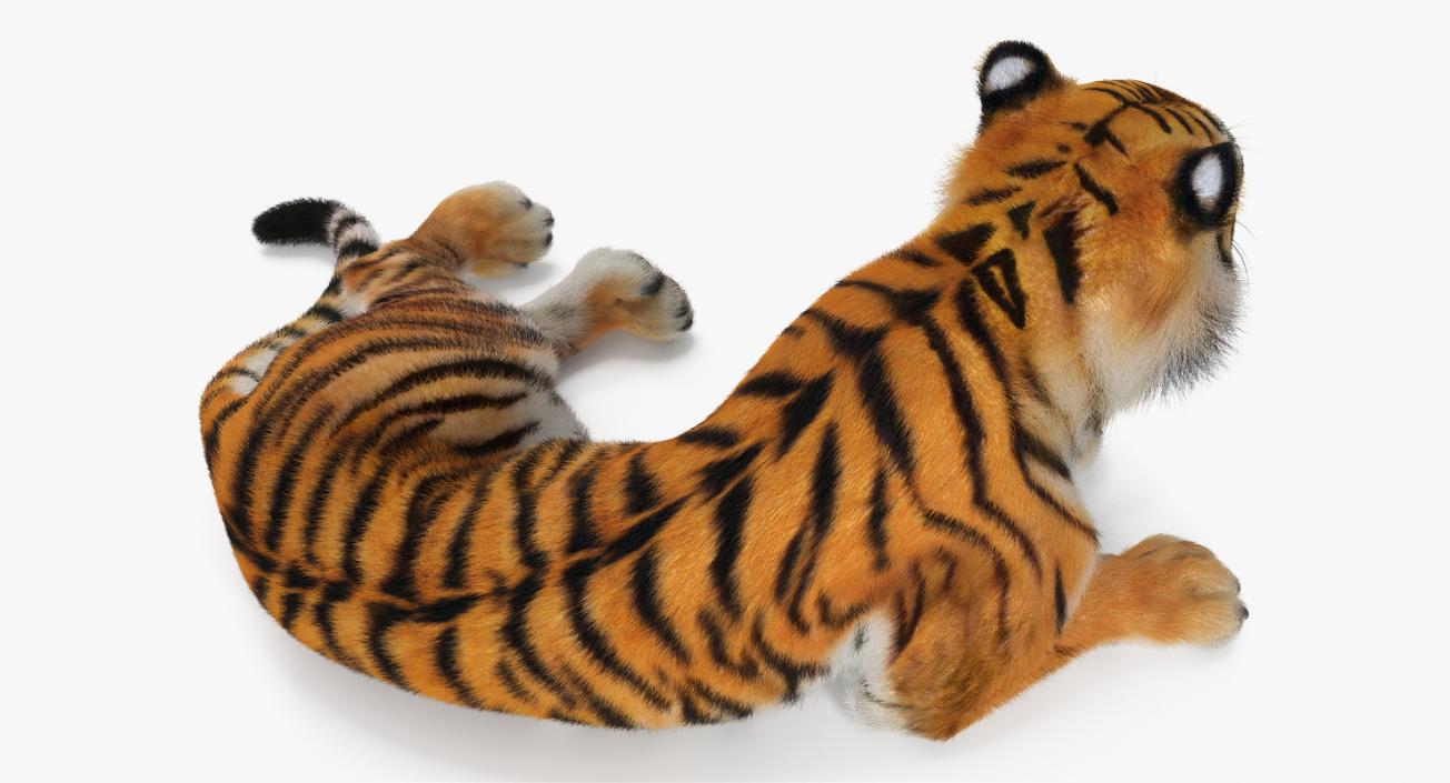 3D model Lying Tiger with Fur