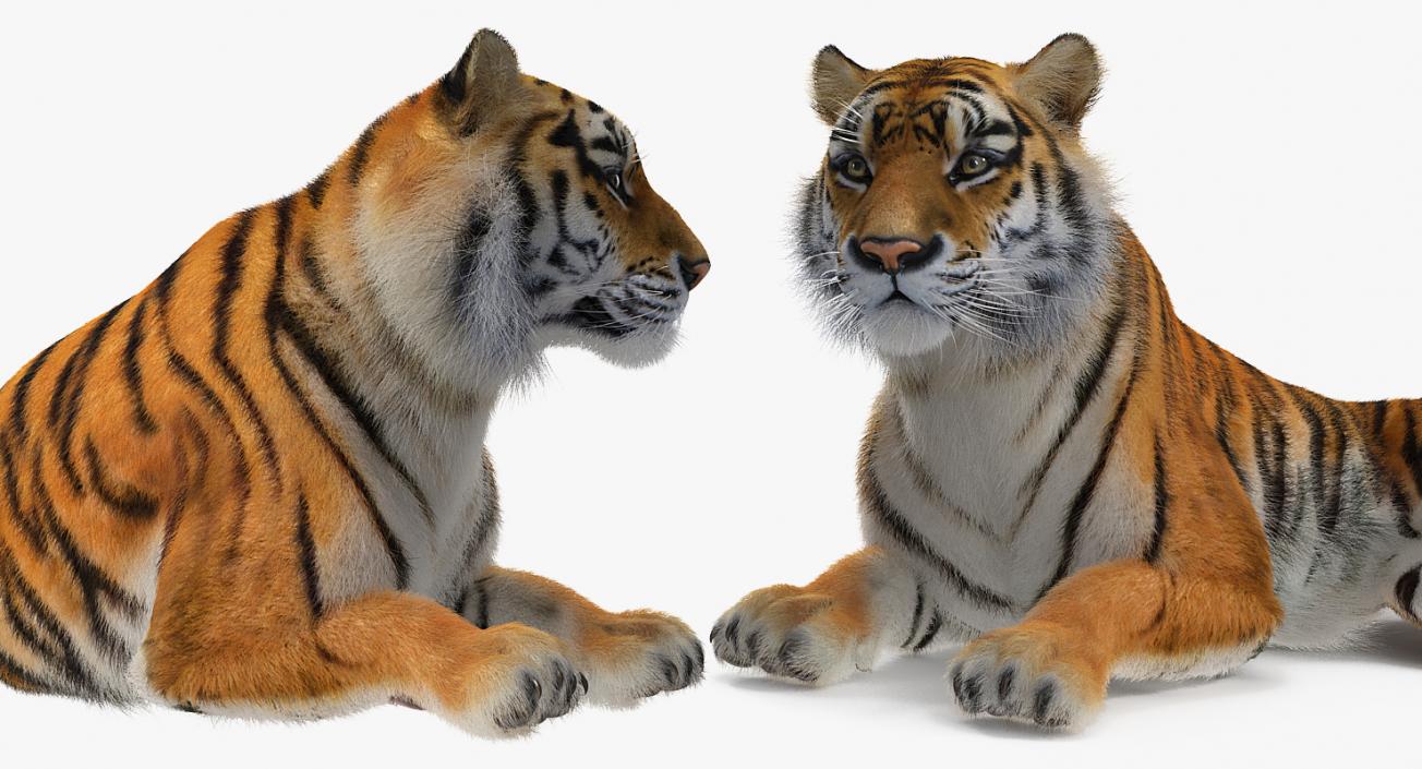 3D model Lying Tiger with Fur