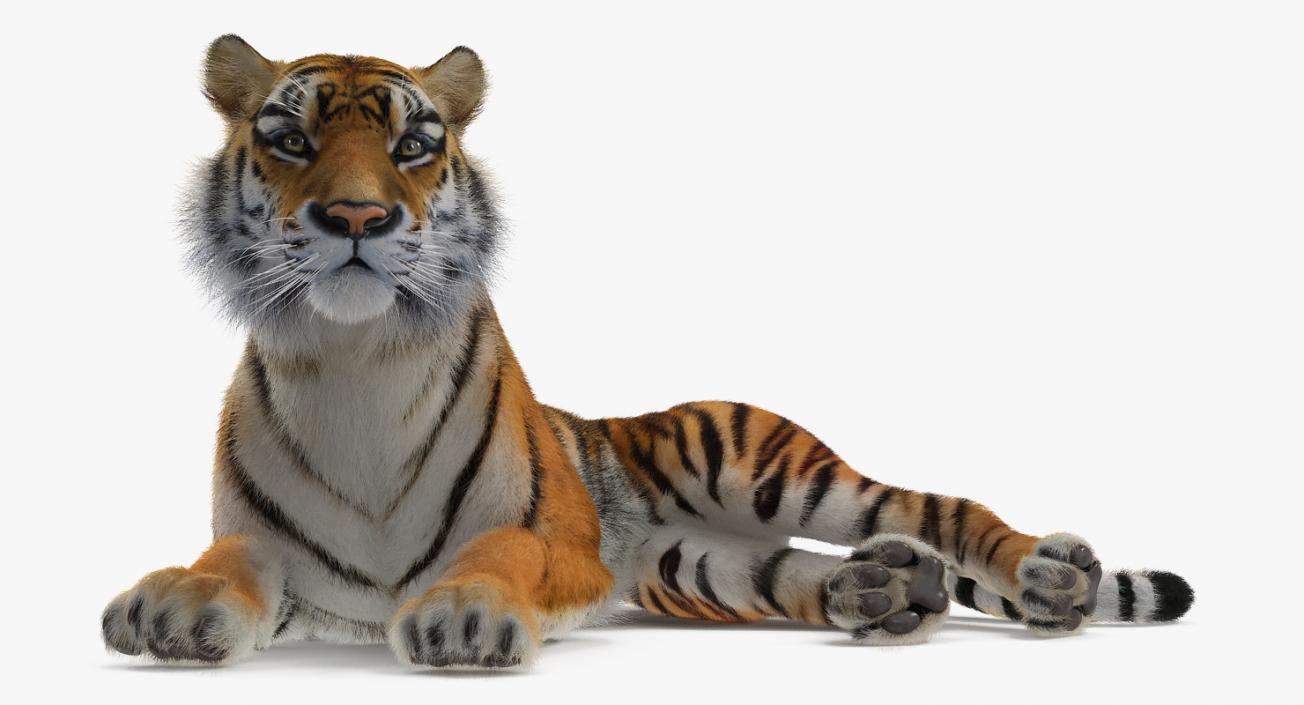 3D model Lying Tiger with Fur