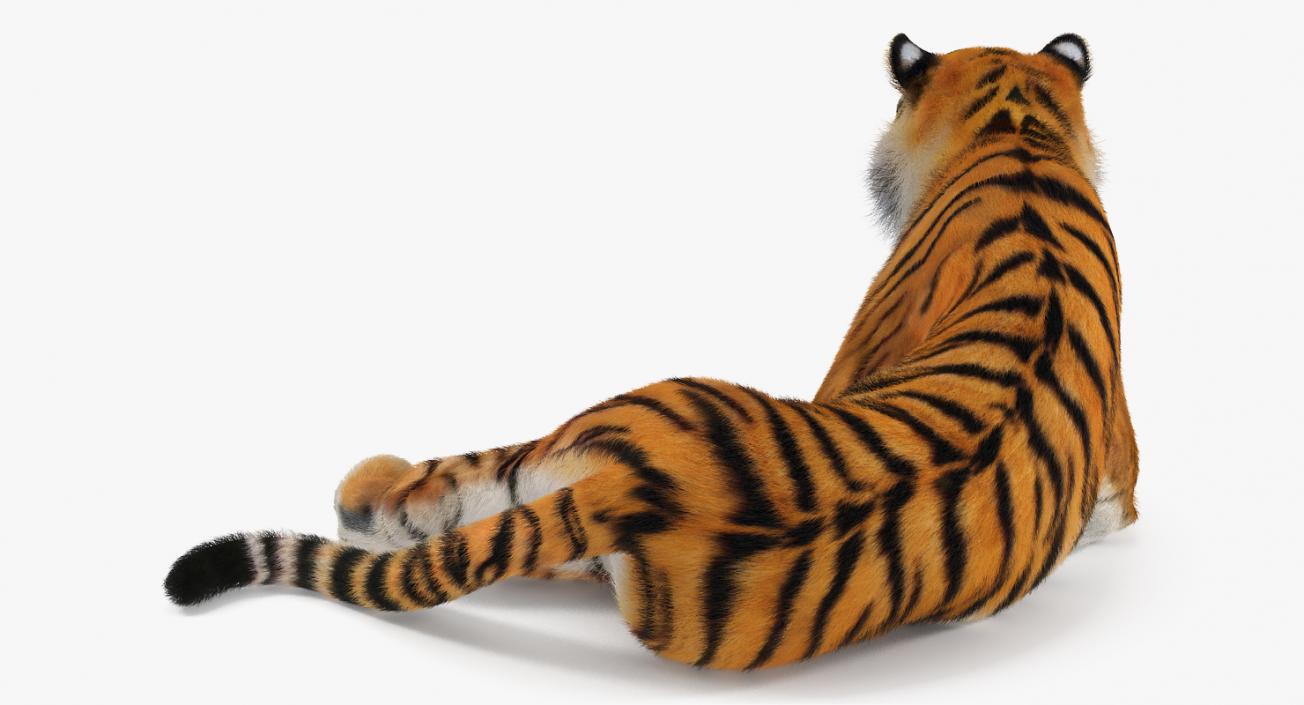 3D model Lying Tiger with Fur