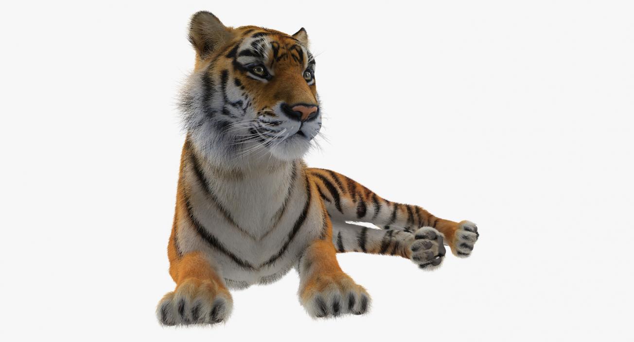 3D model Lying Tiger with Fur