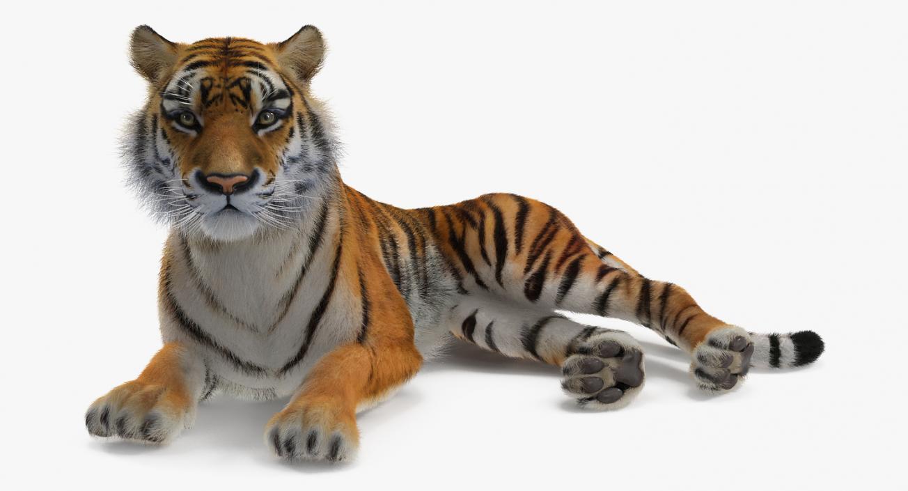 3D model Lying Tiger with Fur