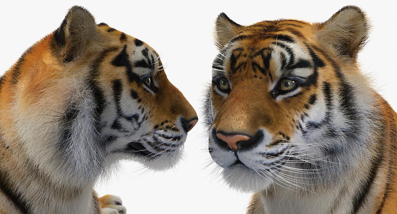 3D model Lying Tiger with Fur