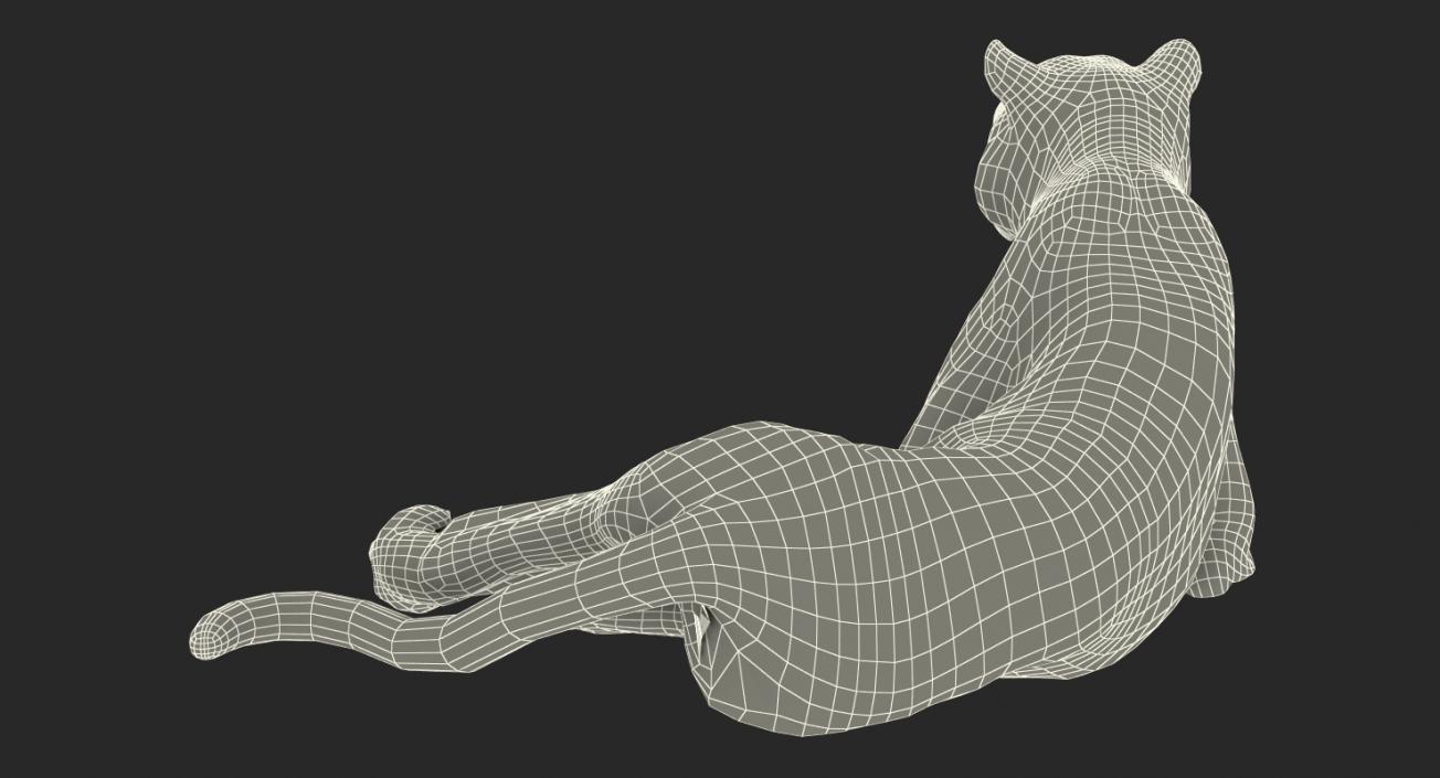 3D model Lying Tiger with Fur