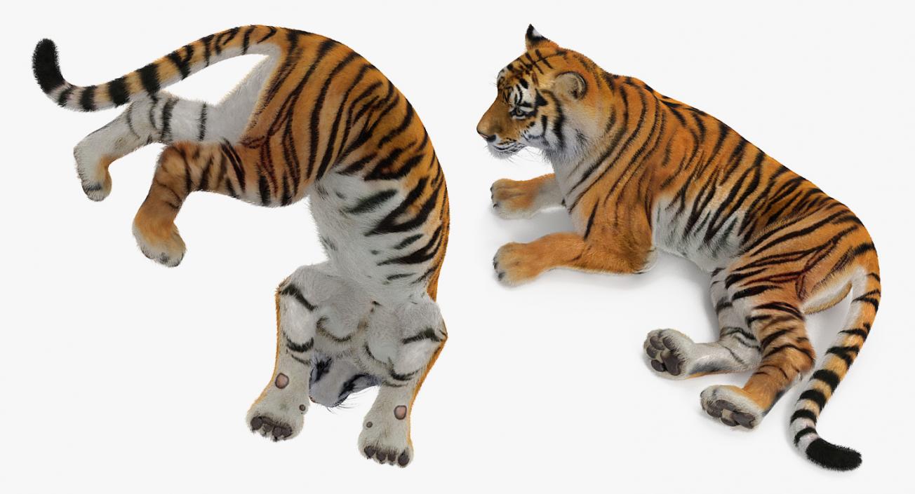 3D model Lying Tiger with Fur