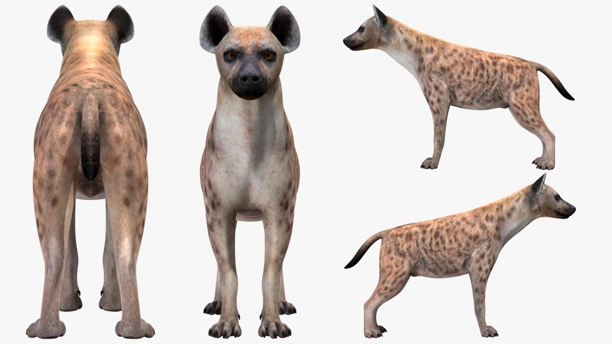 Hyena 3D model