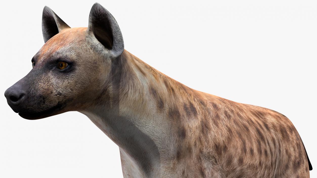 Hyena 3D model