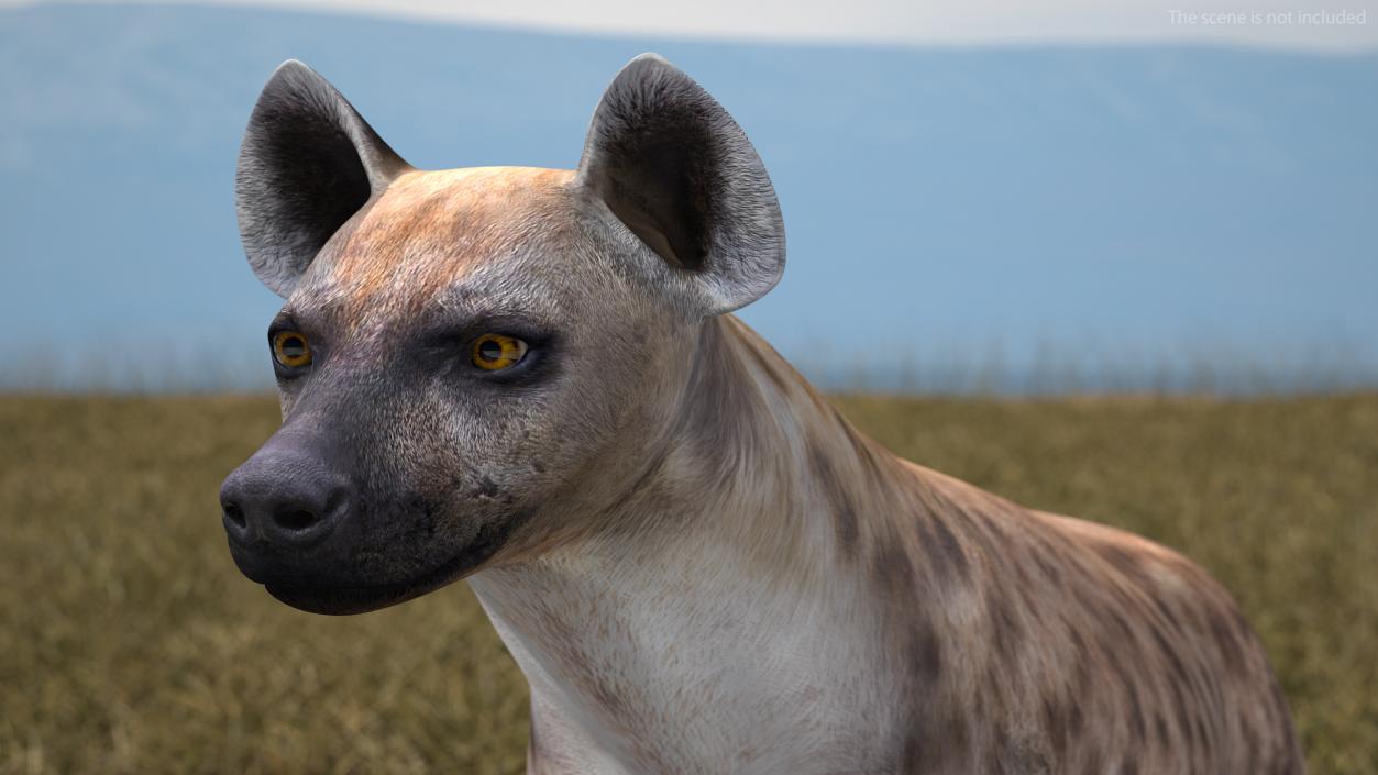 Hyena 3D model