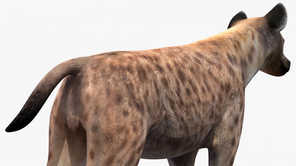 Hyena 3D model