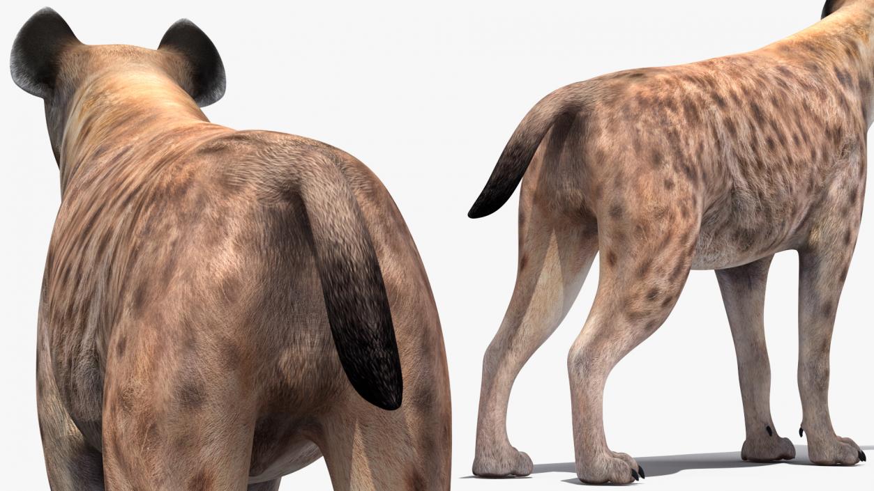 Hyena 3D model