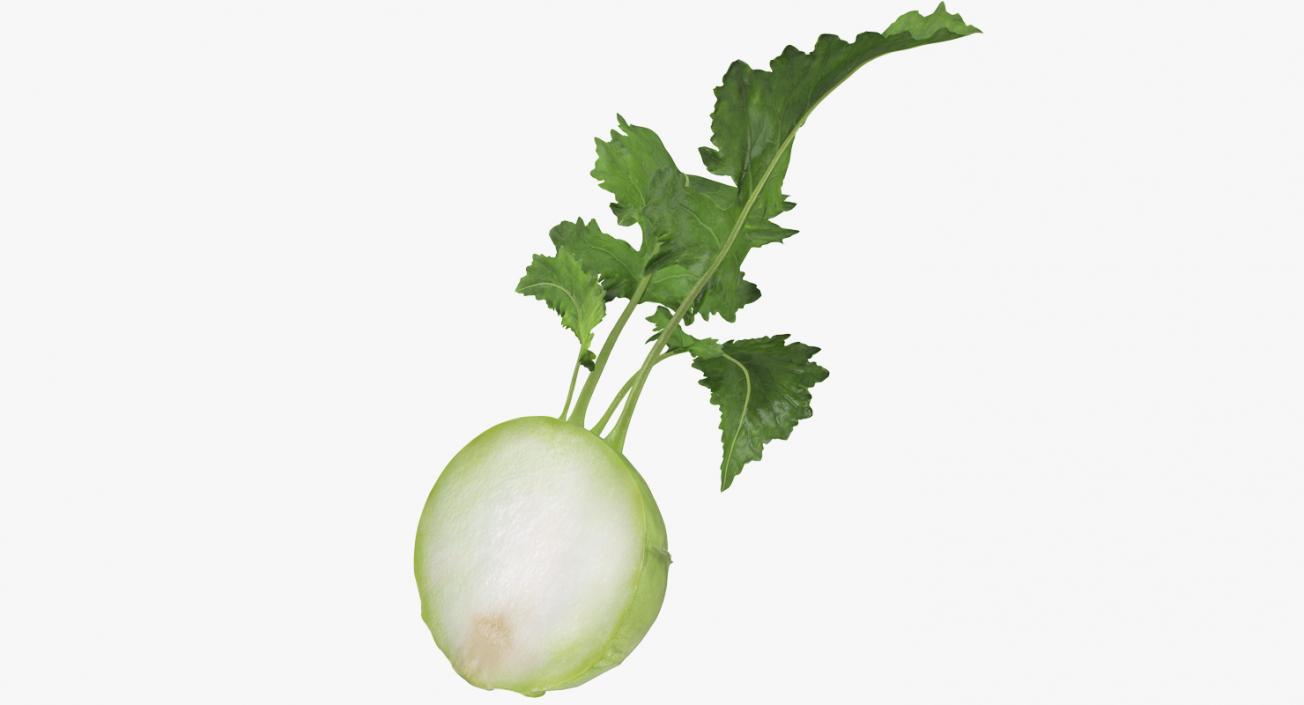 3D model Kohlrabi or German Turnip Half