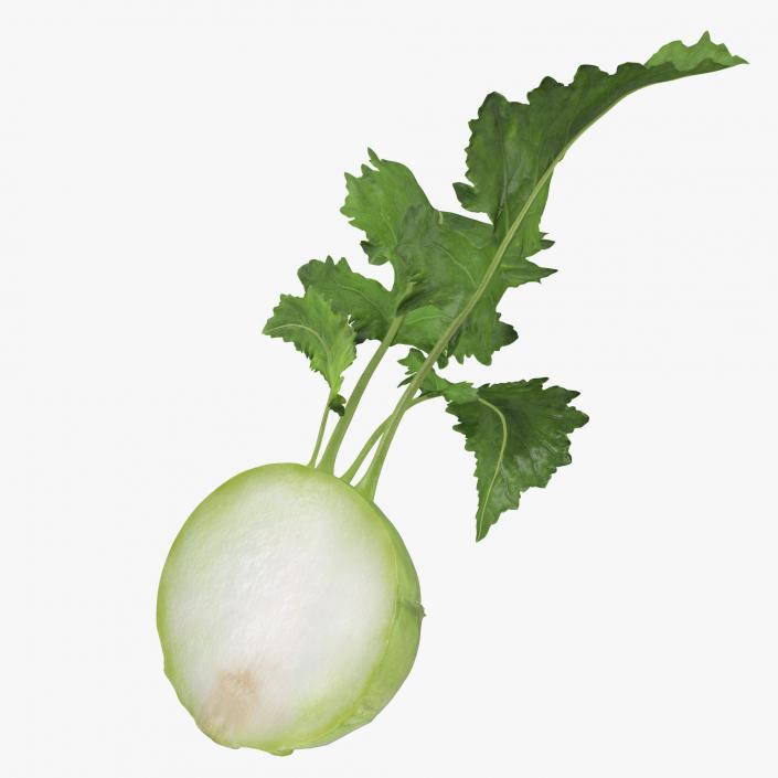 3D model Kohlrabi or German Turnip Half