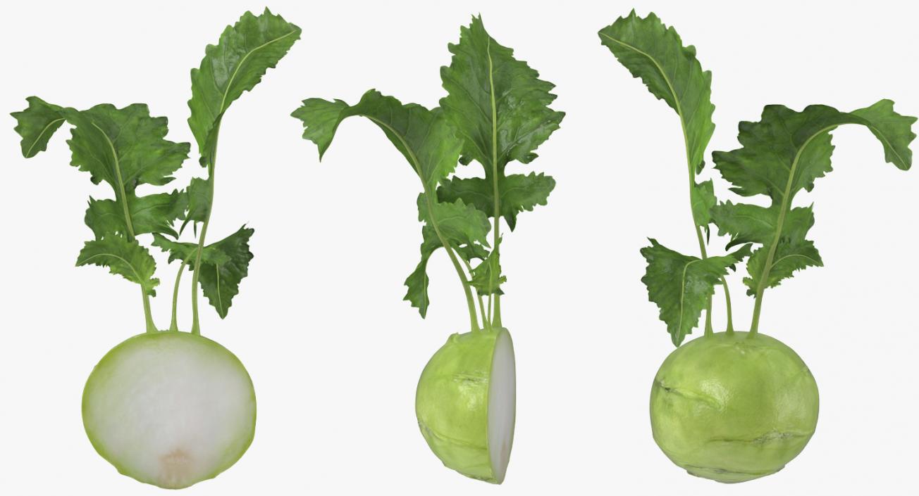 3D model Kohlrabi or German Turnip Half