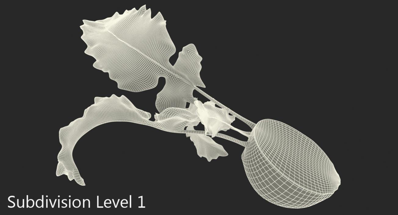 3D model Kohlrabi or German Turnip Half