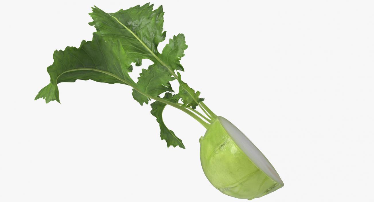 3D model Kohlrabi or German Turnip Half