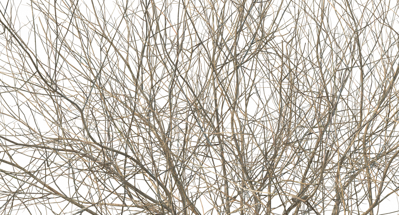 3D Winter Bush