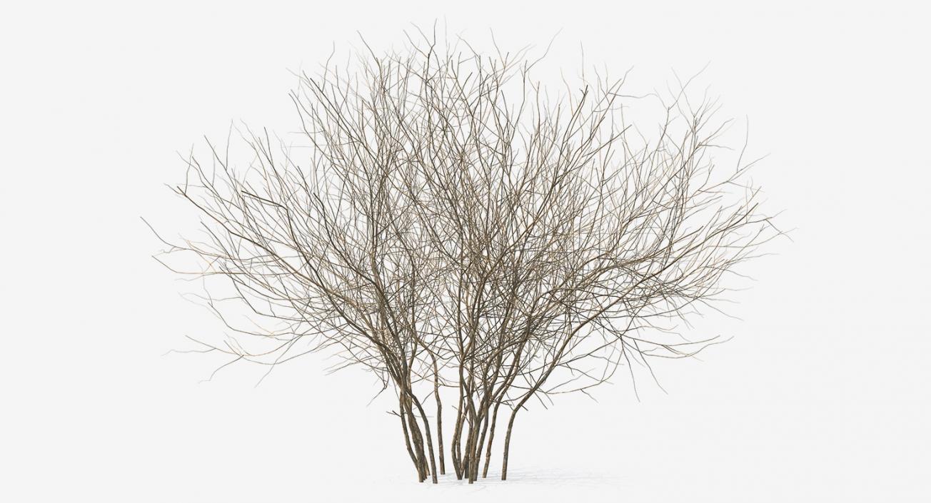 3D Winter Bush