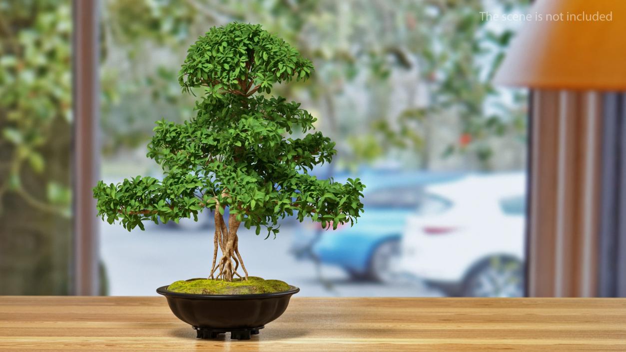 3D Bonsai Tree in Plastic Pot