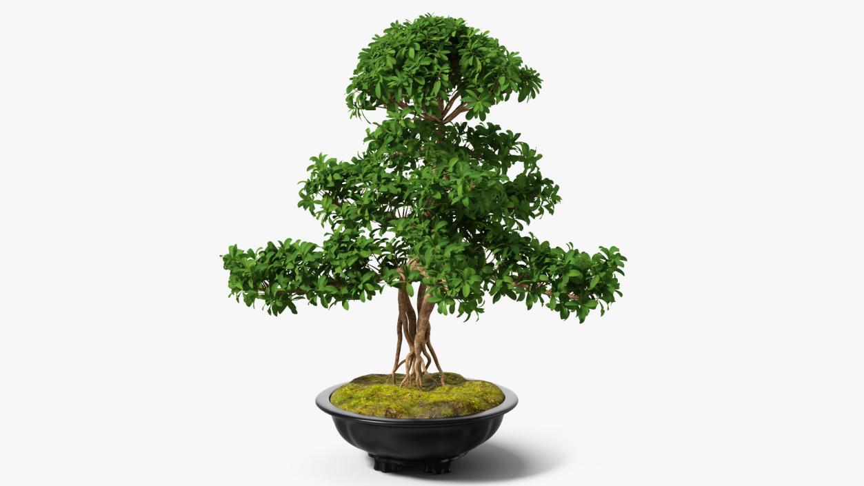 3D Bonsai Tree in Plastic Pot