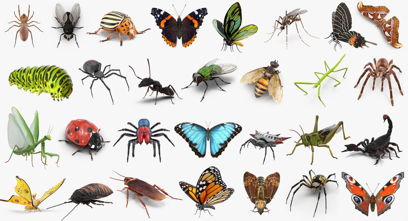 Insects Big Collection 3 3D model