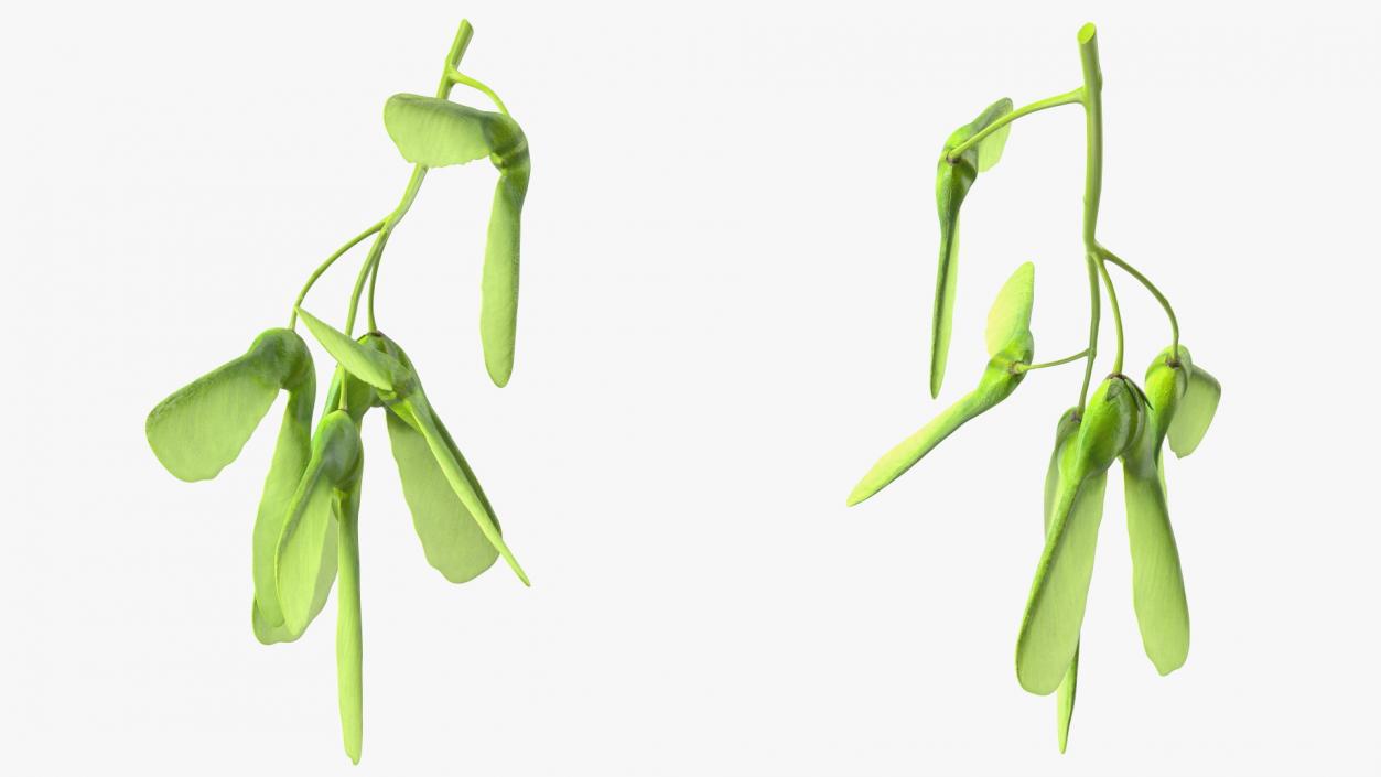 Green Maple Seeds Branch 3D model