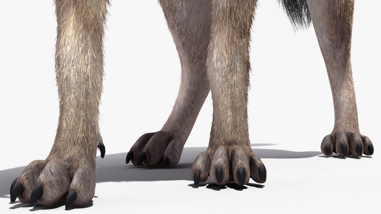 Hyena Walking Pose Fur 3D