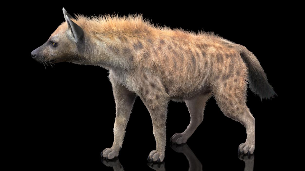 Hyena Walking Pose Fur 3D