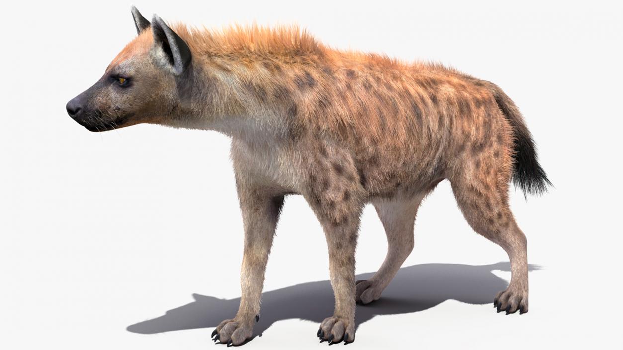 Hyena Walking Pose Fur 3D