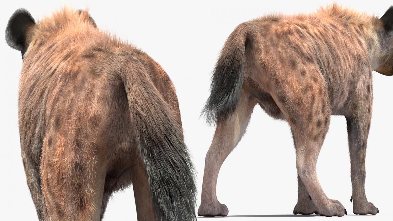 Hyena Walking Pose Fur 3D