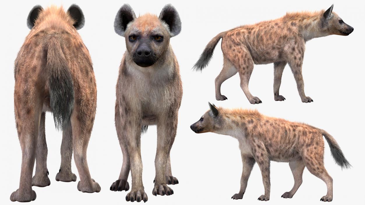 Hyena Walking Pose Fur 3D